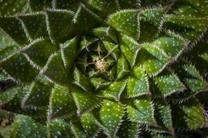 Directly above shot of Lace Aloe or Aristaloe aristata, abstract plant shot with green circular pattern photo