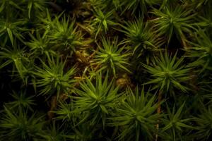 Closeup macro shot of common haircap moss, latin name Polytrichum strictum photo