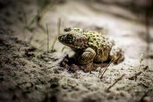 charlatán sapo, epidalea calamita ocultación en el césped de kalmthout brezo foto