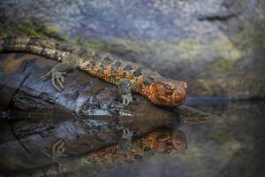 Close-up shot of Chinese crocodile lizard near water photo