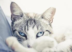 Closeup shot of relaxing cat with blue eyes photo