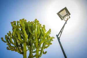 Abstract low angle view of a street lamp and cactus photo