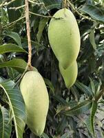 A bunch of mango with leaf background. Young Fresh green mango fruit hanging on mango tree in the garden farm agricultural photo