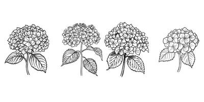 un colección de hortensia ilustración en negro y blanco vector