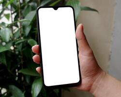 A woman's hand holding a blank screen black smartphone with a modern design. Isolated against green plant background. photo