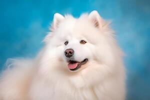Cute Samoyed dog on blue color background. Neural network photo