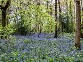 Bluebells in Staffhurst Woods near Oxted Surrey photo