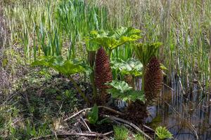 Brazilian Giant Rhubarb, Gunnera manicata, conical branched panicle growing in springtime in East Sussex photo