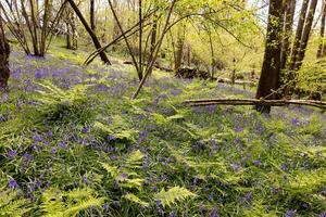 Bluebells flowering in springtime in a wood in East Sussex photo