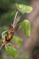 Horse Chestnut tree bursting with new growth photo