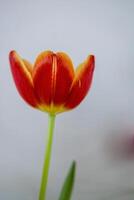 Vibrant colourful Tulip flowering in springtime photo