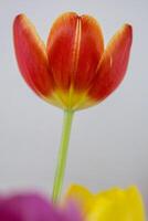 vibrante vistoso tulipán floración en primavera foto