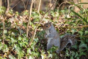 Watchful Grey Squirrel, Sciurus carolinensis, sitting among the Ivy photo