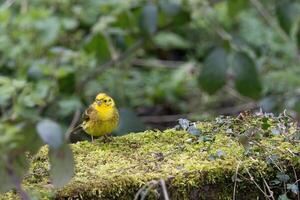 Yellowhammer, Emberiza citrinella, on a tree stump in springtime photo