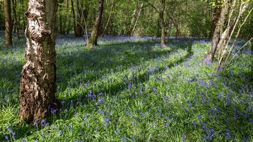 Bluebells flowering in springtime in a wood in East Sussex photo