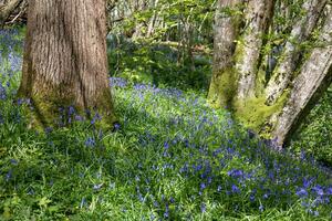 Bluebells flowering in springtime in a wood in East Sussex photo