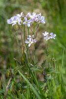 Cuckoo flowers, Cardamine pratensis, flowering in the spring sunshine in East Sussex photo