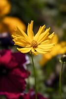 Lance-leaved Coreopsis, Coreopis lanceolata flowering in East Grinstead photo