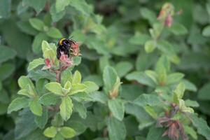 Bumble Bee feeding on a Cistus plant photo
