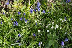 Bluebells flowering in springtime in a wood in East Sussex photo
