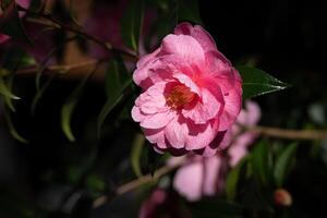 camelia rosa en plena floración en east grinstead foto