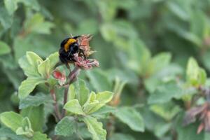 Bumble Bee feeding on a Cistus plant photo