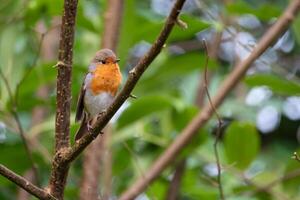 Robin singing away perched in a tree on a winters day photo