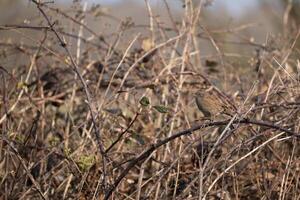 Hedge Accentor, Dunnock, perched on a bramble in springtime photo