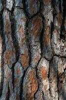 Closeup texture of tree bark. Pattern of natural tree bark background. Rough surface of trunk photo