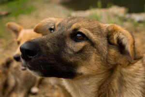 paquete de joven perros son juntos al aire libre. familia, un grupo de perros de el mismo raza en un caminar en el bosque. foto