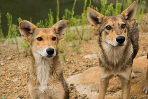 paquete de joven perros son juntos al aire libre. familia, un grupo de perros de el mismo raza en un caminar en el bosque. foto