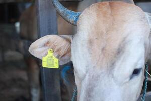 cattle that are given verification labels by kementrian pertanian symbol on the cow's ears. Bontang, East Kalimantan, Indonesia. January 09 2024. Animals ready to be slaughtered on Eid al-Adha photo