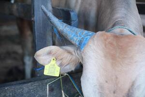 cattle that are given verification labels by kementrian pertanian symbol on the cow's ears. Bontang, East Kalimantan, Indonesia. January 09 2024. Animals ready to be slaughtered on Eid al-Adha photo