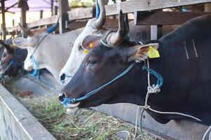 cattle that are given verification labels by kementrian pertanian symbol on the cow's ears. Bontang, East Kalimantan, Indonesia. January 09 2024. Animals ready to be slaughtered on Eid al-Adha photo