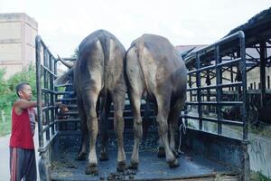 the process of transporting cattle onto a pickup truck for sale. Bontang, East Kalimantan, Indonesia, April 21 2024 photo