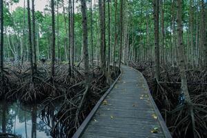 wooden bridge along the mangrove forest path. mangrove forest tourist destination photo