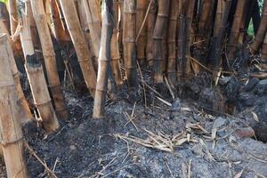 the process of burning bamboo stems and people will be used as raw materials for health and beauty photo