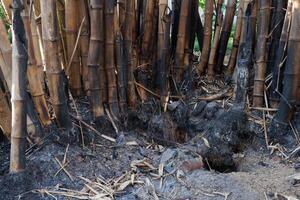 the process of burning bamboo stems and people will be used as raw materials for health and beauty photo