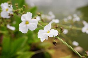 selectivamente atención en el hermosa blanco flores de burhead, Texas barro bebé. equinodoso cordifolius yo griseb. con borroso antecedentes foto