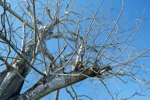 old and dry tree trunks without leaves. dry season photo concept