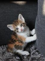 Little calico baby kitten sitting on the floor looking into the camera photo