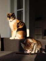 dos calicó Tres color gatos sentado en un sofá mamá y pequeño gatito foto
