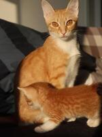 Orange cat sitting on a couch next to a little orange kitten photo