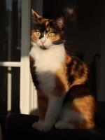 Calico cat sitting on a couch in sunlight photo