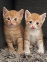 Two little orange kittens sitting next to each other photo