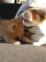 dos pequeño gatitos naranja y calicó jugando con cada otro foto