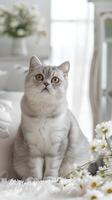 A gray and white British Shorthair cat is sitting on a delicate white carpet with small colored flowers photo