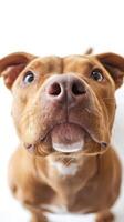 Portrait of a cute lovely pitbull on white background, emphasis on the nose. Space for text photo