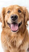 Portrait of a golden retriever on white background, emphasis on the nose. Space for text photo