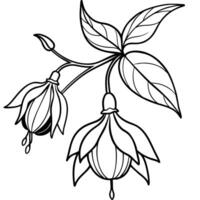 Fuchsia flower plant outline illustration coloring book page design, Fuchsia flower plant black and white line art drawing coloring book pages for children and adults vector